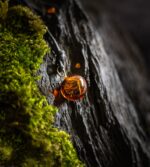 undefined – zdjęcie 9